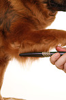 combed dog