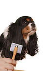 combed dog