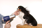 blow dry