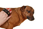 dogs care