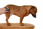 dogs care