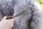 animal care