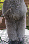 animal care