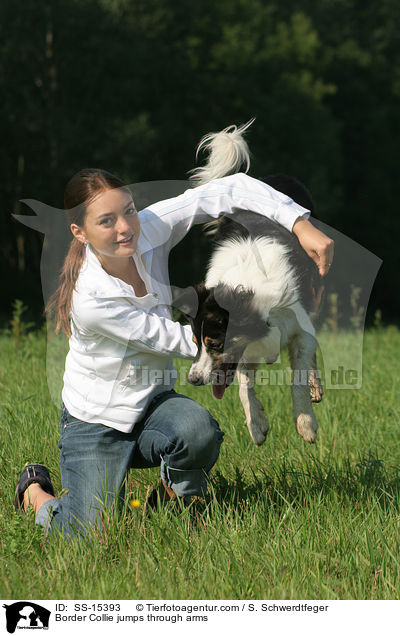 Border Collie jumps through arms / SS-15393