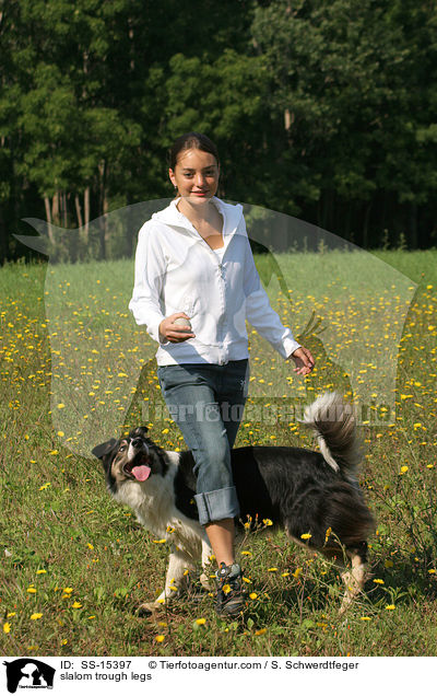 Border Collie macht  Slalom durch die Beine / slalom trough legs / SS-15397