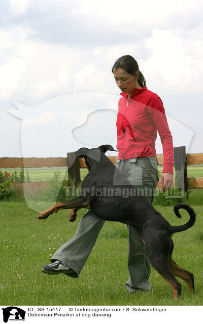 Dobermann beim Dog Dancing / Doberman Pinscher at dog dancing / SS-15417
