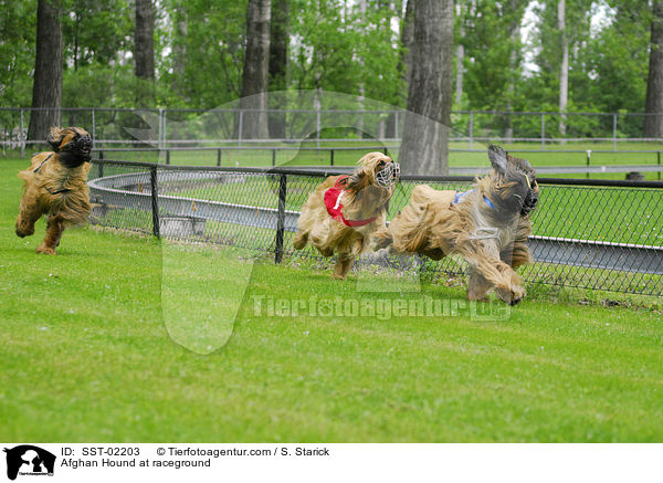 Afghanen auf der Rennbahn / Afghan Hound at raceground / SST-02203