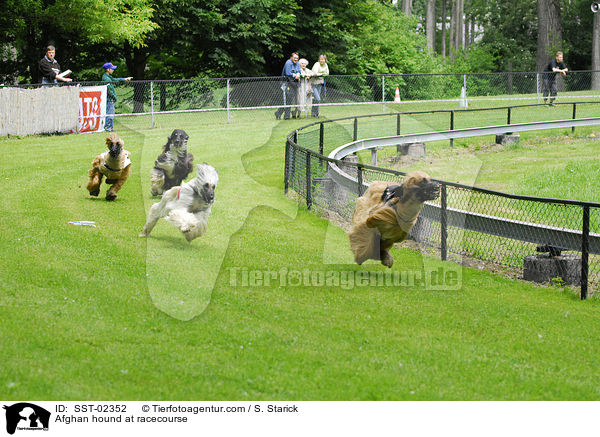 Afghan hound at racecourse / SST-02352