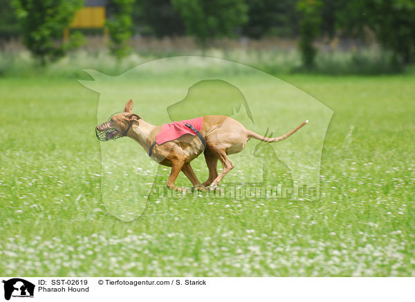 Pharaoh Hound / SST-02619
