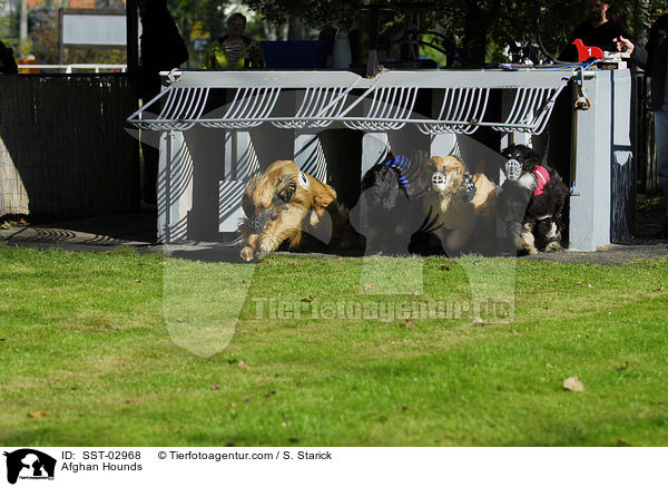 Afghan Hounds / SST-02968