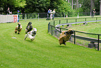 Afghan hound at racecourse