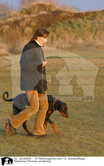 Dobermann luft bei Fu / Doberman Pinscher at training / SS-00854