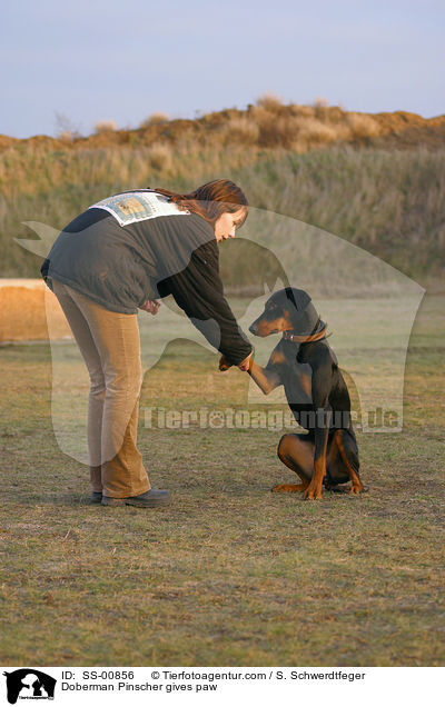 Dobermann gibt Pftchen / Doberman Pinscher gives paw / SS-00856