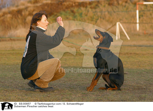 Dobermann fngt Leckerli / Doberman Pinscher catches treat / SS-00857