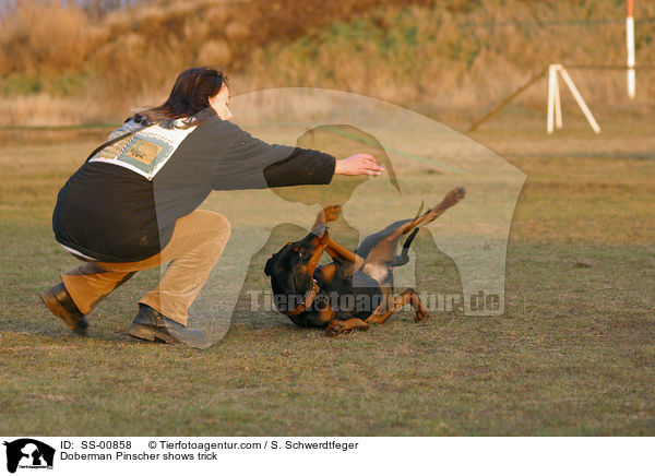 Dobermann lernt Rolle / Doberman Pinscher shows trick / SS-00858
