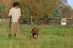 walking with Rhodesian Ridgeback