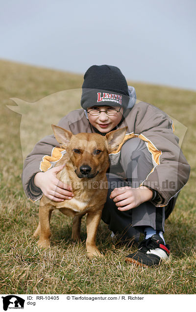 Mischling / dog / RR-10405