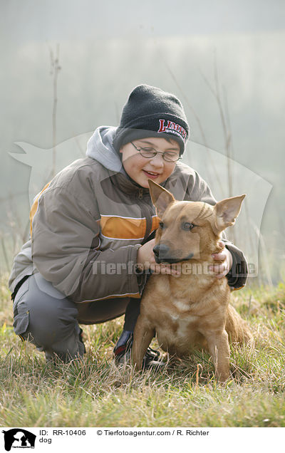 Mischling / dog / RR-10406