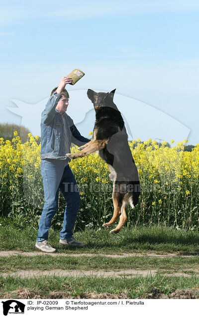 spielender Schferhund / playing German Shepherd / IP-02009