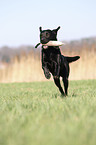running Labrador Retriever