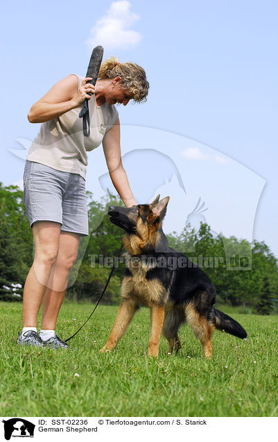 Deutscher Schferhund / German Shepherd / SST-02236