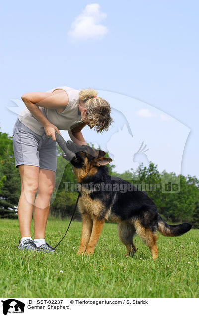 German Shepherd / SST-02237