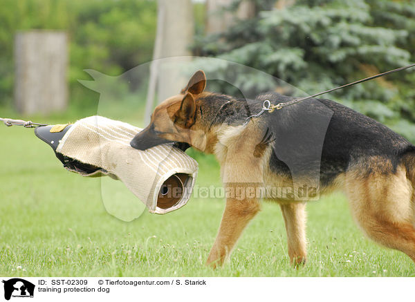 training protection dog / SST-02309
