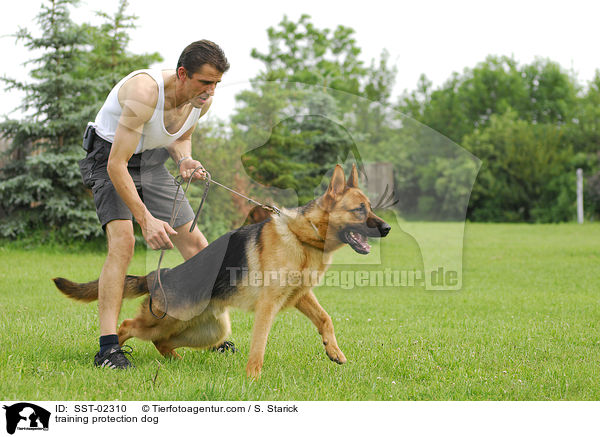 training protection dog / SST-02310
