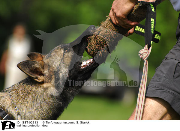 training protection dog / SST-02313