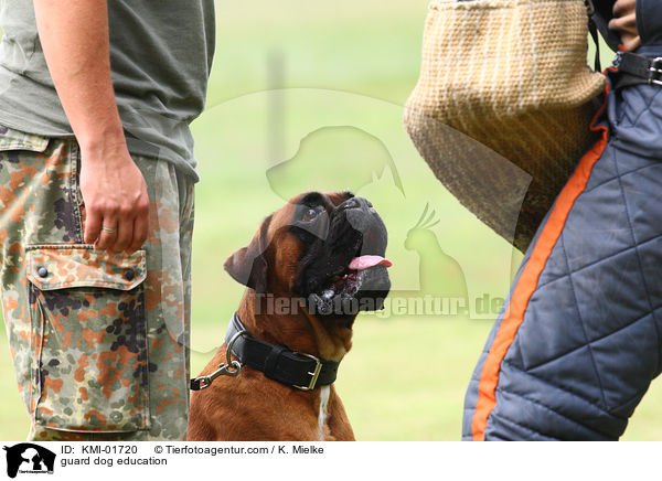 guard dog education / KMI-01720