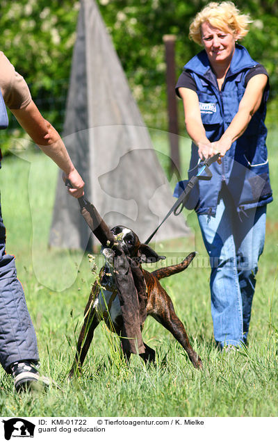 Schutzhundeausbildung / guard dog education / KMI-01722