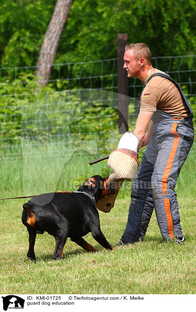 Schutzhundeausbildung / guard dog education / KMI-01725