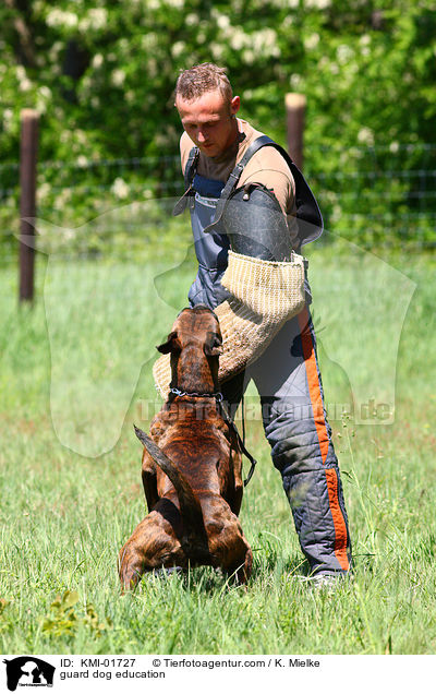 Schutzhundeausbildung / guard dog education / KMI-01727