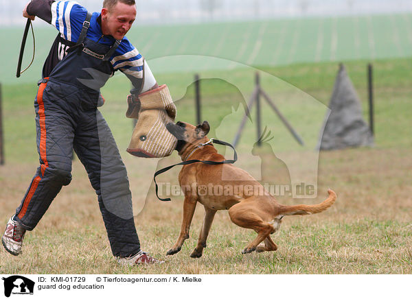 Schutzhundeausbildung / guard dog education / KMI-01729