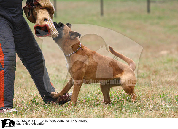 guard dog education / KMI-01731