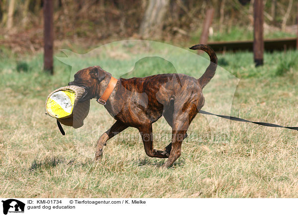 guard dog education / KMI-01734