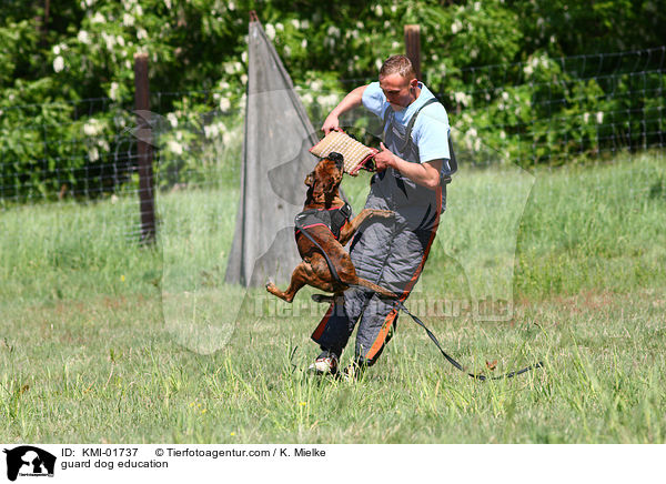 guard dog education / KMI-01737
