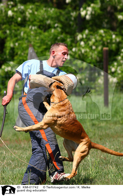 guard dog education / KMI-01742