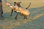 drilling guard dog