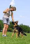 German Shepherd