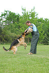 training protection dog
