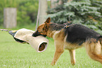 training protection dog
