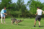 training protection dog