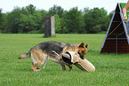 training protection dog