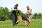 training protection dog