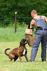 guard dog education