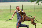 guard dog education