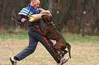 guard dog education