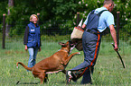 guard dog education