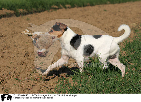 Parson Russell Terrier apportiert Kaninchen / Parson Russell Terrier retrieves rabbit / SS-04445